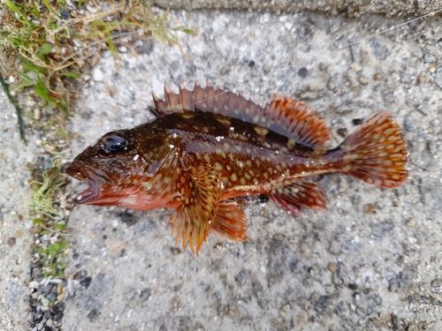 カサゴの釣果