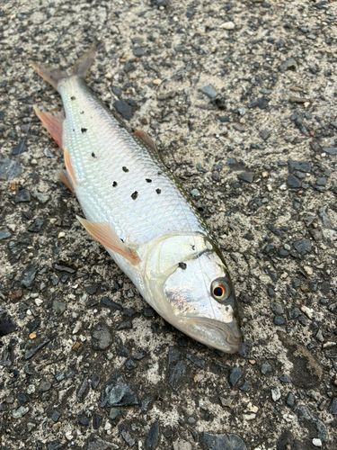 ハスの釣果