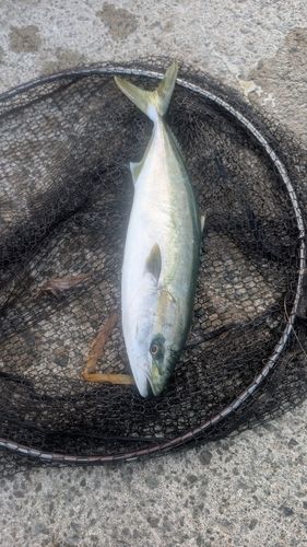 イナダの釣果