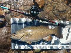 スモールマウスバスの釣果