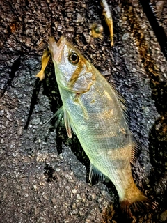 ヒラスズキの釣果