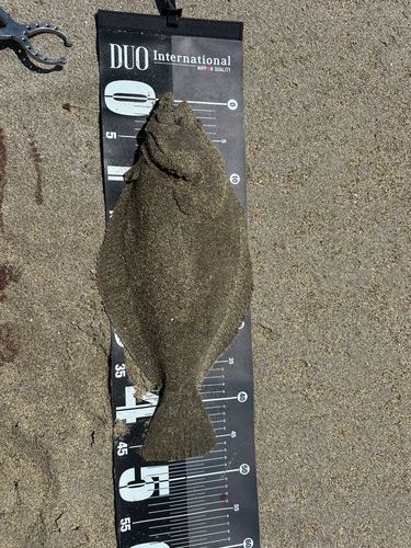 ヒラメの釣果