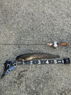 マナマズの釣果
