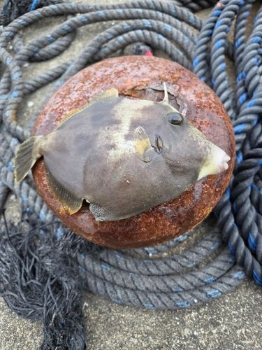 カワハギの釣果