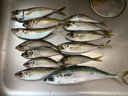 アジの釣果