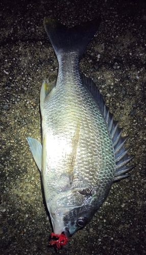 キチヌの釣果