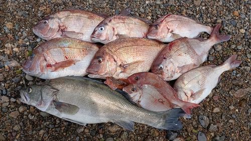 タイリクスズキの釣果