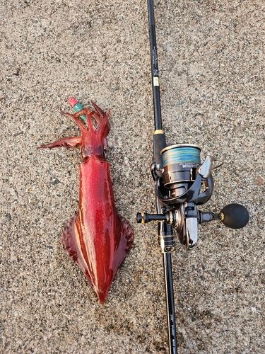 ケンサキイカの釣果