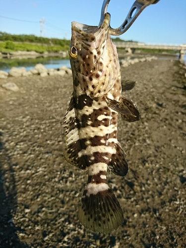 釣果