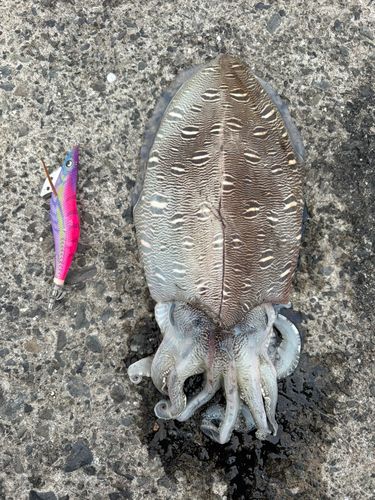 コウイカの釣果