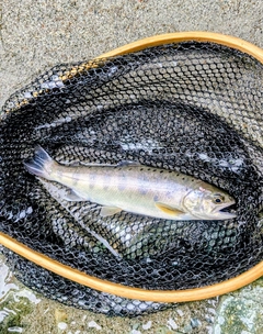 ヤマメの釣果