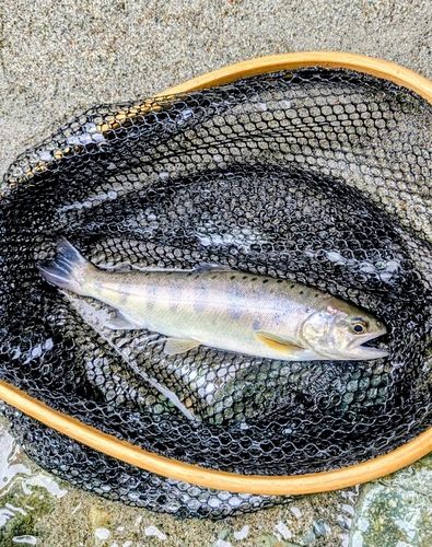 ヤマメの釣果