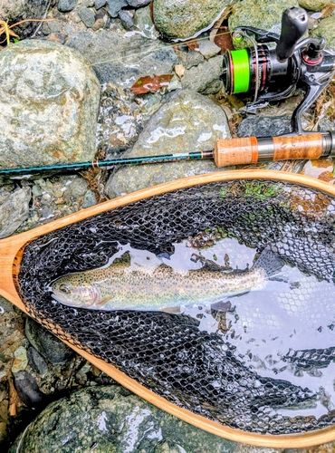 ニジマスの釣果