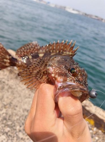 カサゴの釣果