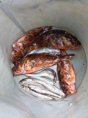 イワシの釣果