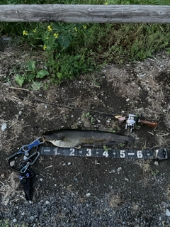 マナマズの釣果
