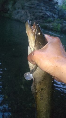 ナマズの釣果