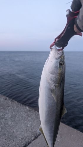 イナダの釣果