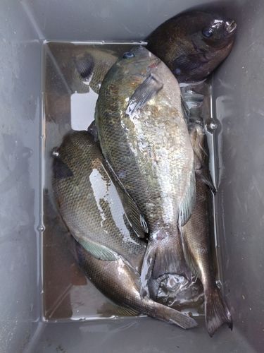 メジナの釣果