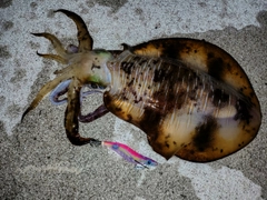 アオリイカの釣果