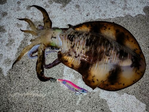 アオリイカの釣果