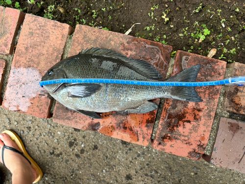 クチブトグレの釣果