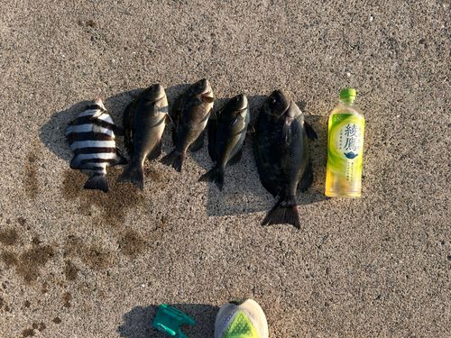 クチブトグレの釣果