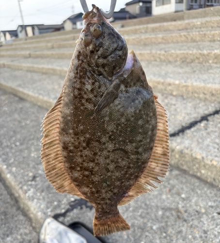 カレイの釣果