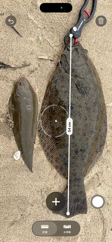 ヒラメの釣果