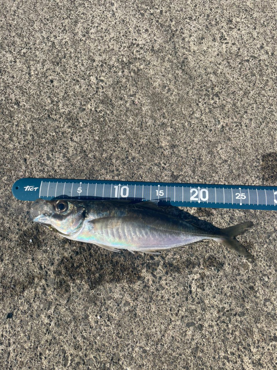 SHIMANO 20ソアレ エクスチューン S510SUL+-Sの最安値・インプレ・釣果