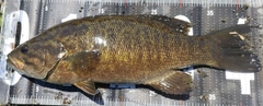 スモールマウスバスの釣果