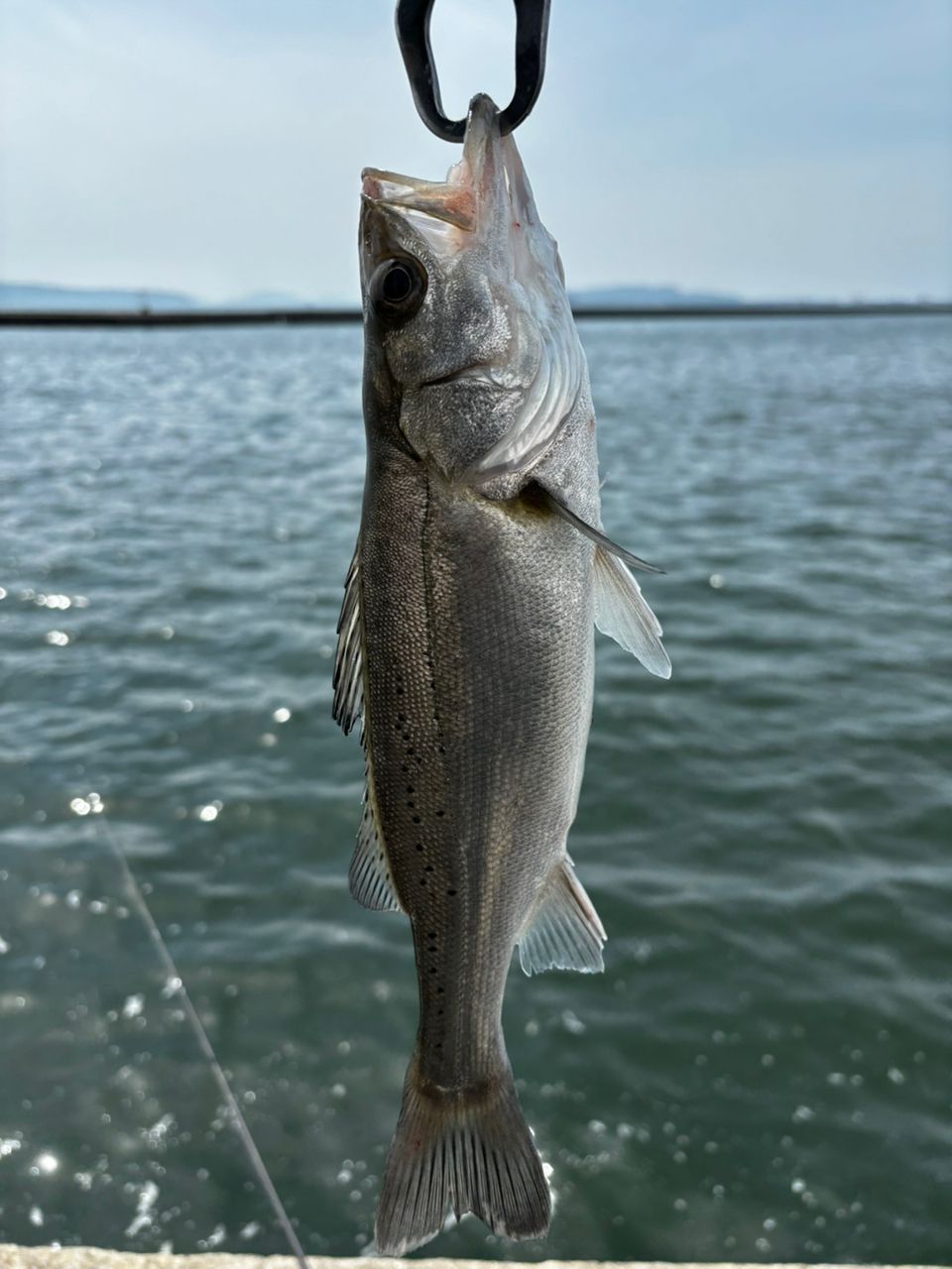 SHIMANO 20ルアーマチック MB S86ML-4の最安値・インプレ・釣果 | 本音