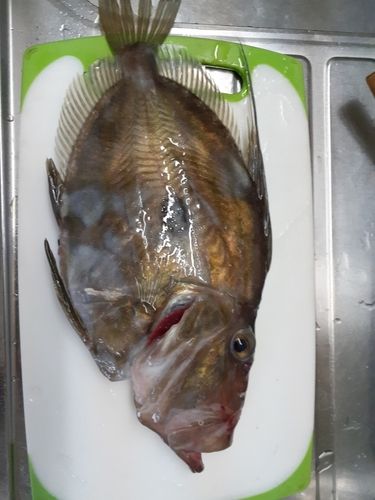 マトウダイの釣果