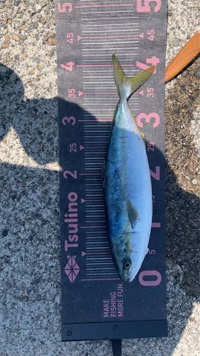 コゾクラの釣果