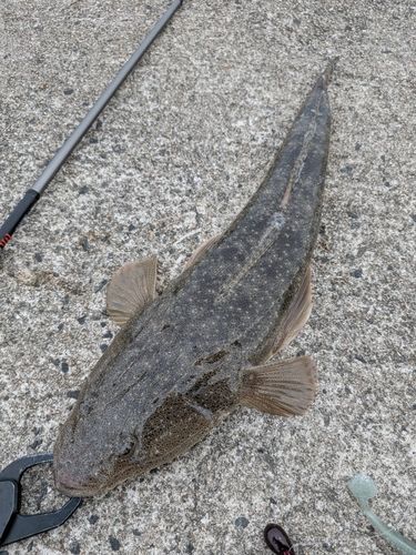 マゴチの釣果