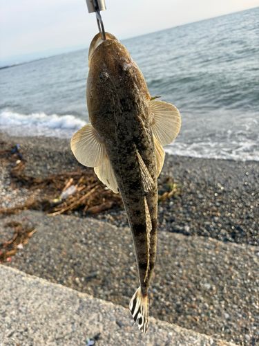 マゴチの釣果