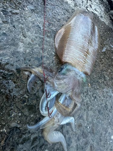 アオリイカの釣果
