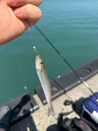 シロギスの釣果