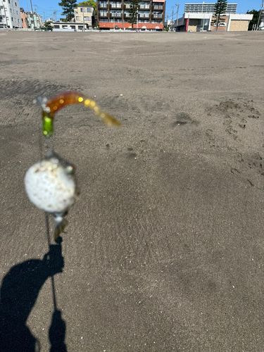 フグの釣果