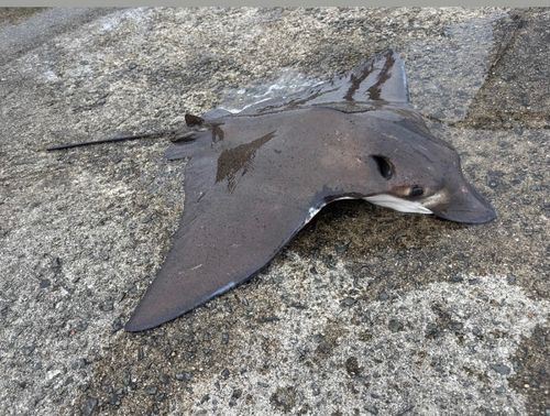 ナルトビエイの釣果
