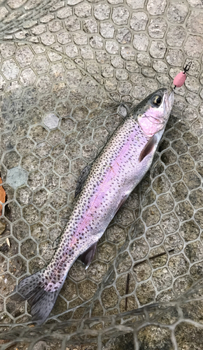 ニジマスの釣果