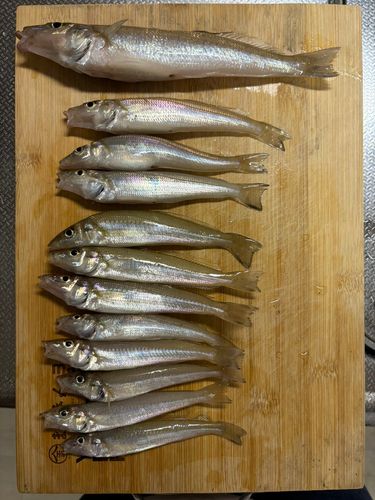 キスの釣果