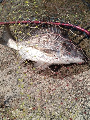 チヌの釣果