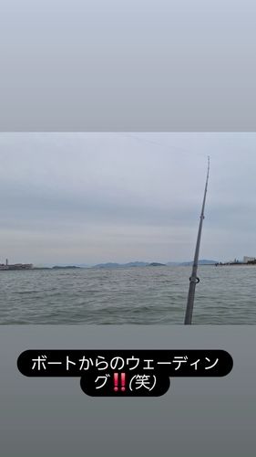 マゴチの釣果