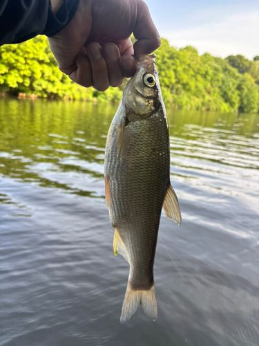 ワタカの釣果