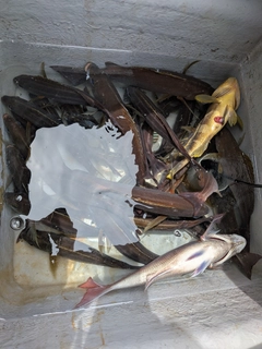 イサキの釣果