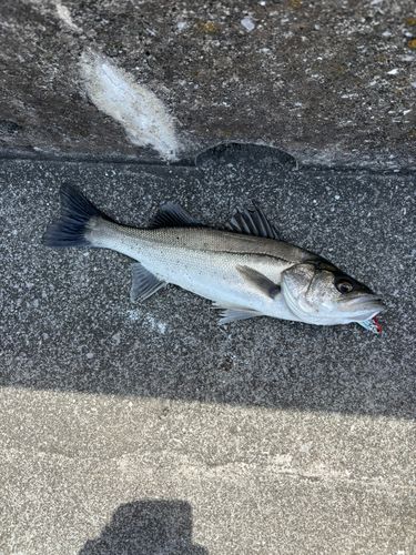 セイゴ（マルスズキ）の釣果