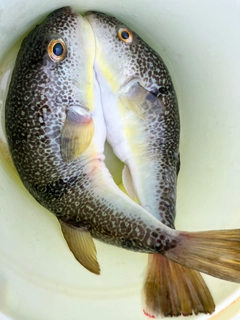 ショウサイフグの釣果