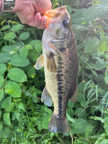 ラージマウスバスの釣果