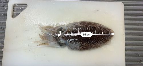 コウイカの釣果